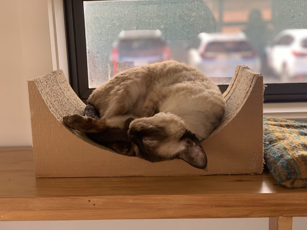 A very happy cat in a cardboard half-pipe